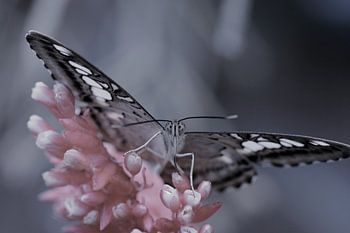 Vlinder in close up - butterfly in close up - Schmetterling - Papillon