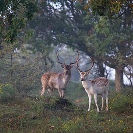 Fallow deer by Iman Kromjong