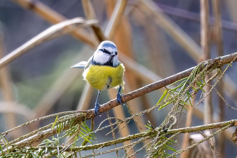 Mésange bleue sur une branche par Teresa Bauer