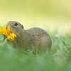 Siesel avec fleur jaune sur Jasper Kok