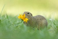 Siesel avec fleur jaune