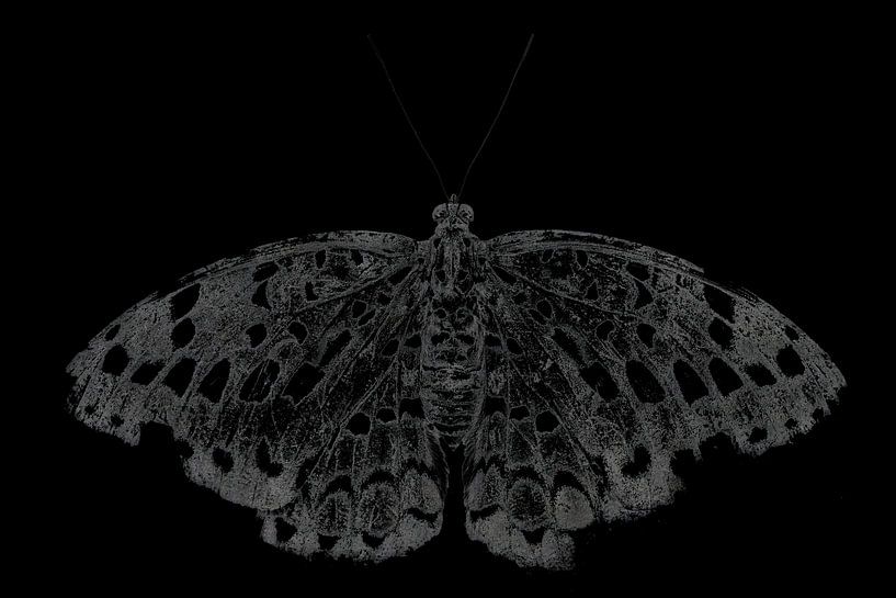 Butterfly | fine art | black-and-white by Femke Ketelaar