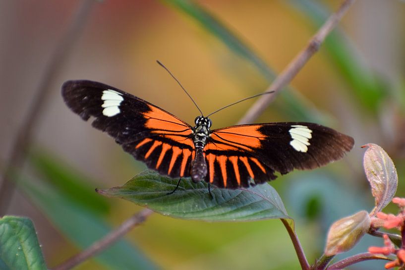 Butterfly full of joy by studio Arcis Photography