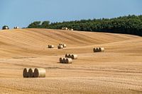 Champ de céréales fauché avec de nombreuses grosses balles de foin rondes en groupes