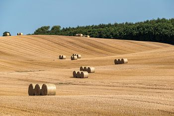 Mown grain field with many large round hay bales in groups