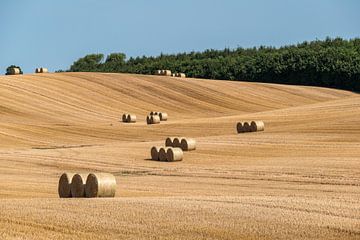 Mown grain field with many large round hay bales in groups by Harry Adam