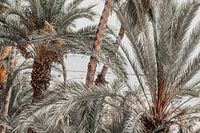 Palmbomen in Alicante