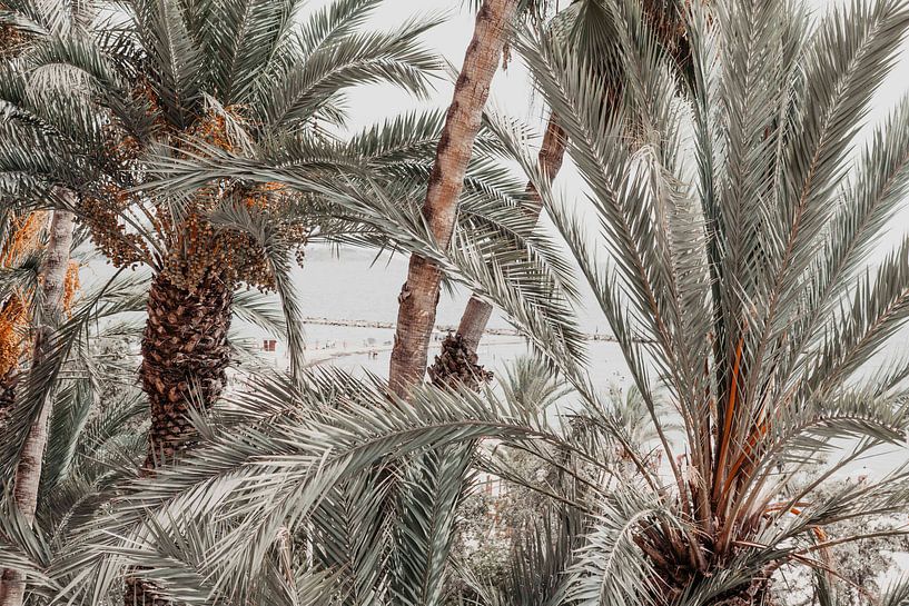 Palm trees in Alicante by Shelena van de Voorde
