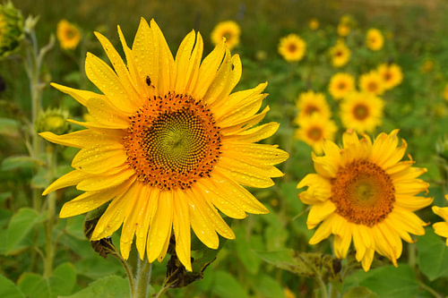 Een veld met zonnebloemen