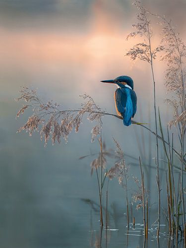 Silence matinal - Martin-pêcheur dans la lumière dorée