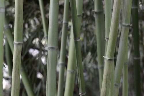 Calming shanghai green