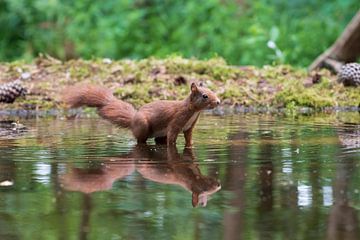 Eichhörnchen von Merijn Loch