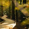 Idyllischer Holzweg im Herbstwald von domiphotography