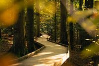 Idyllisch houten pad in het herfstbos