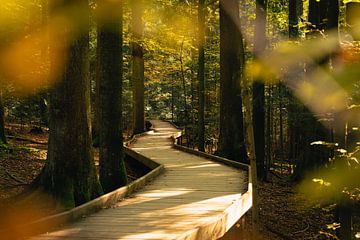 Idyllischer Holzweg im Herbstwald