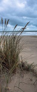 De Duinen