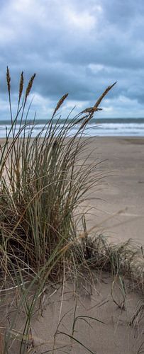 De Duinen
