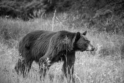 The black bear of North-America