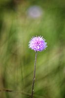 Solo roze bloem in het veld ook wel blouweknop of duivelsbeet