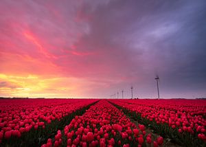 Tulipes sur Jeroen Linnenkamp