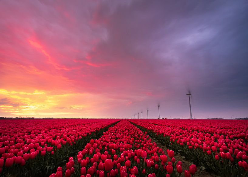 Tulipes par Jeroen Linnenkamp