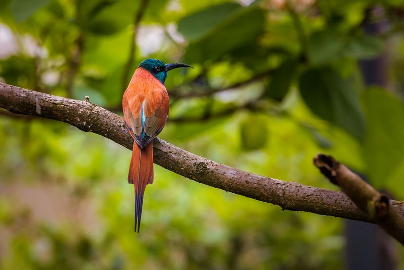 bee-eater by Joey Van Hengel