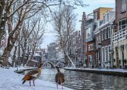 Twee nijlganzen kijken uit over de besneeuwde kades van de Oudegracht in Utrecht van Arthur Puls Photography thumbnail