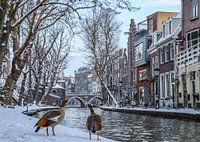 Two egyptian geese look out over the snow covered waterside of the Old Canal, Utrecht, the Netherlan