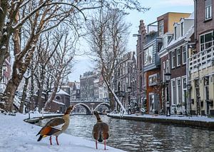 Twee nijlganzen kijken uit over de besneeuwde kades van de Oudegracht in Utrecht van Arthur Puls Photography