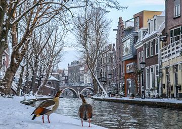 Twee nijlganzen kijken uit over de besneeuwde kades van de Oudegracht in Utrecht
