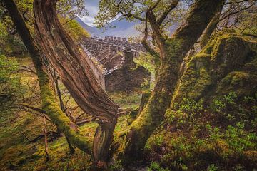 Barics Dre Newydd van Loris Photography