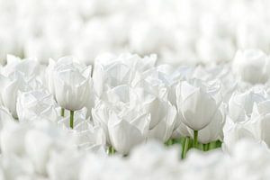 Weiße Tulpen auf einem Feld im Frühling in Flevoland. von Sjoerd van der Wal Fotografie