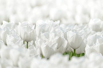 Witte Tulpen van Sjoerd van der Wal Fotografie