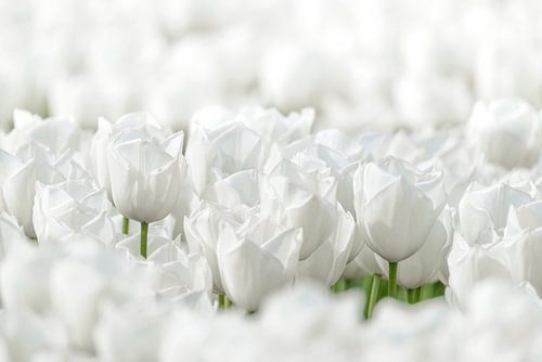 Witte Tulpen