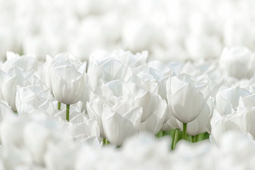 White Tulips in a field during springtime in Flevoland. by Sjoerd van der Wal Photography