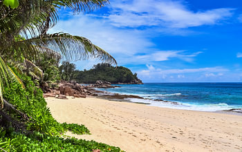 Traumhafter Strand mit Palme auf den Seychellen