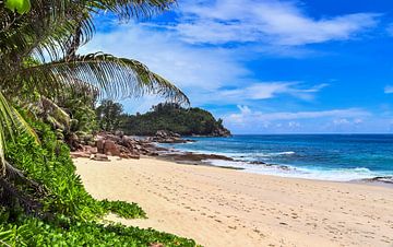 Fantastisch strand met palmboom op de Seychellen van MPfoto71