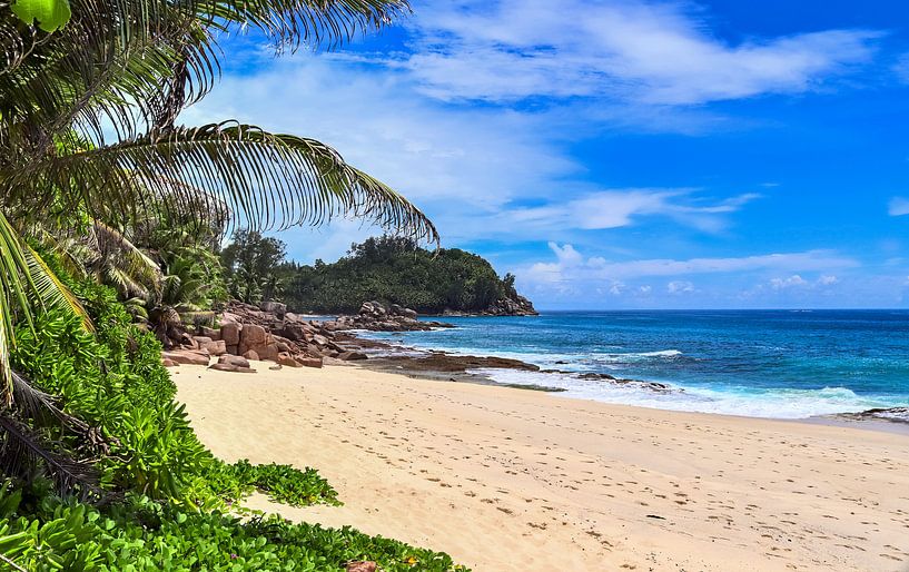 Fantastic beach with palm tree in the Seychelles by MPfoto71