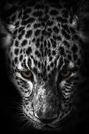 Léopard robuste aux reflets dorés