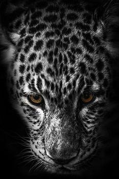 Luipaard met gouden tint