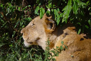 Lionne - lll sur G. van Dijk