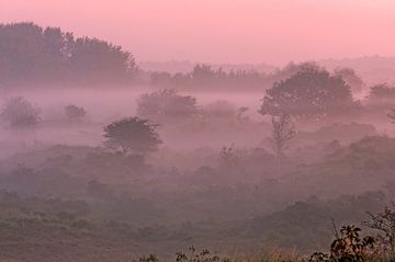 Sunrise in the Amsterdamse Waterleidingduinen by Dick Hoogenboom