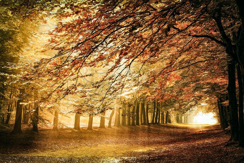 Pan's Residence 2022 van Lars van de Goor