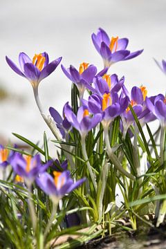 Crocuses in bloom in the garden by Claude Laprise