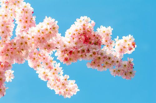 Kersenbloesemtakken tegen een blauwe lucht