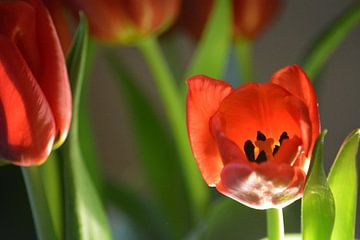 Rode tulpen van Nancy Alpaerts