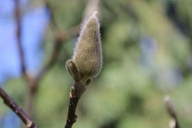 Soft by Lace & Leaves