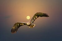 Europese Zeearend vliegt tegen een oranje hemel met de zon recht achter zijn kop. Roofvogel met gesp
