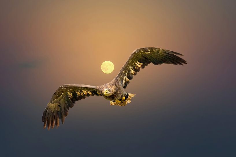 European Bald Eagle flying against an orange sky with the sun right behind its head. Bird of prey wi by Gea Veenstra