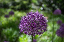 Purple flower by Renate Weekhout